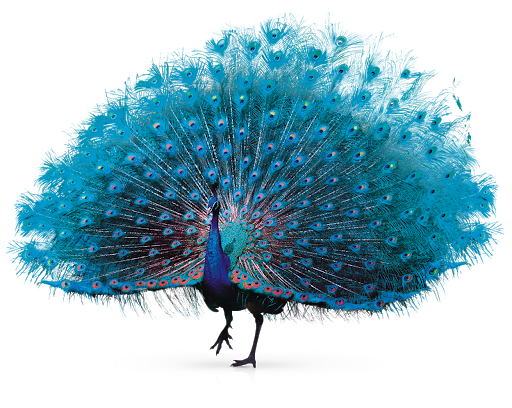 http://operationpeacock.com/wp-content/uploads/2020/01/peacock2.png